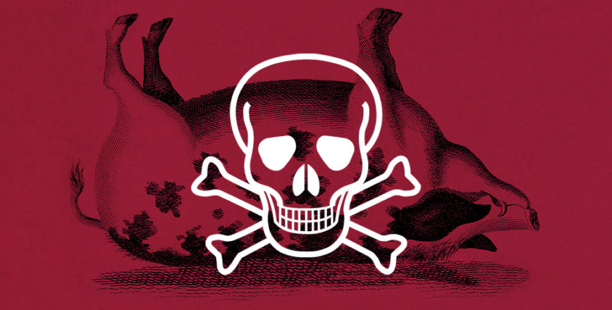 How to kill a pig – Jonathan Wilcock Freelance Senior Copywriter