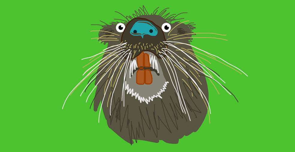 A big beaver head on a bright green background.